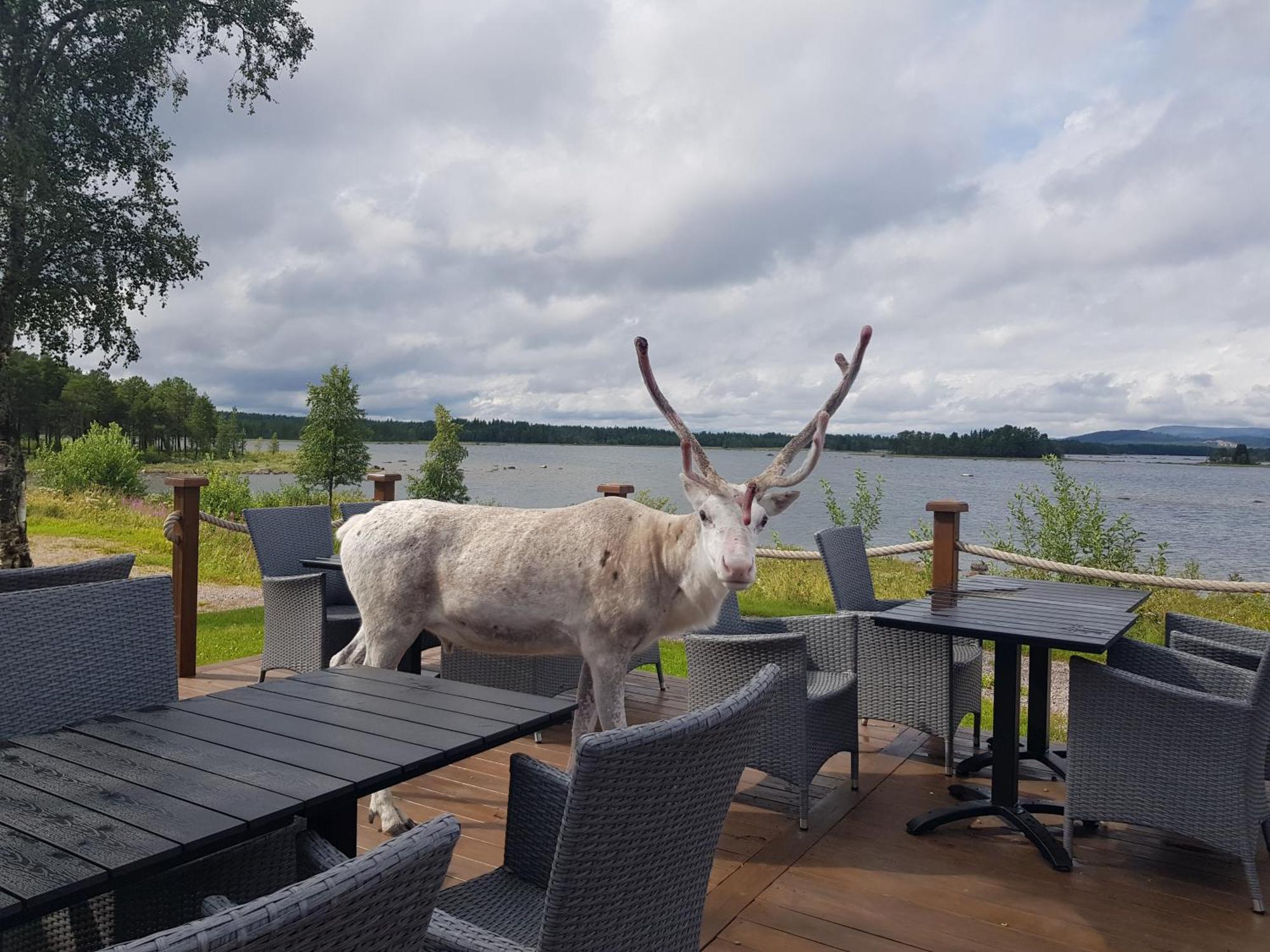 Kraja Hotel Arjeplog Ngoại thất bức ảnh
